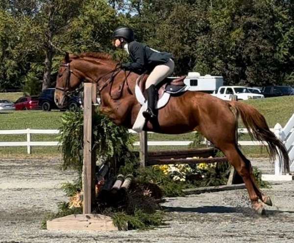 field-hunter-thoroughbred-horse