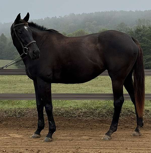 dressage-thoroughbred-horse