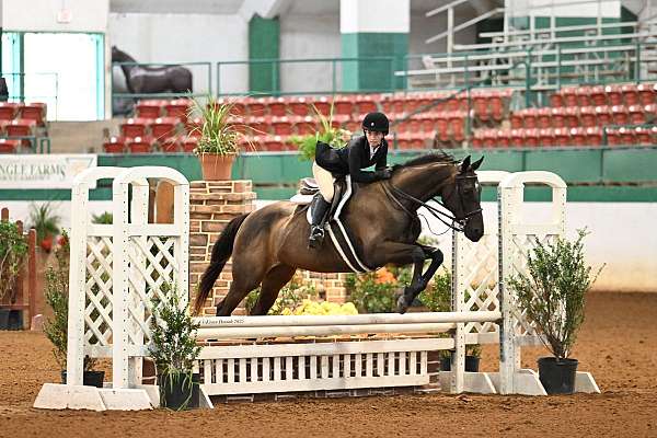 equitation-thoroughbred-horse