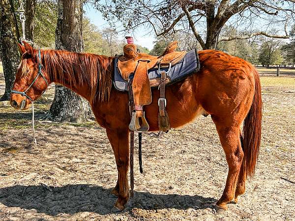 rope-pony-quarter