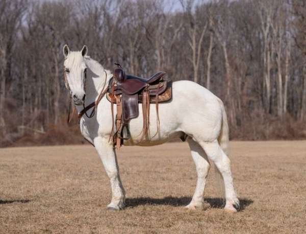 available-percheron-horse