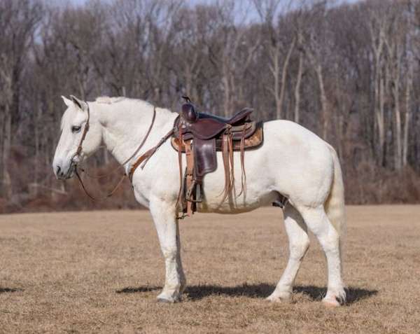 babysitter-percheron-horse