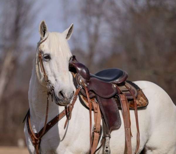 couple-percheron-horse