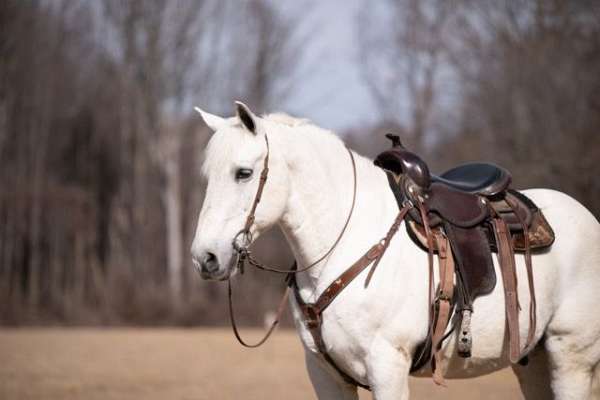 cows-percheron-horse