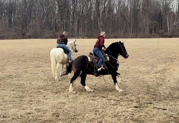 does-what-you-ask-of-him-percheron-horse