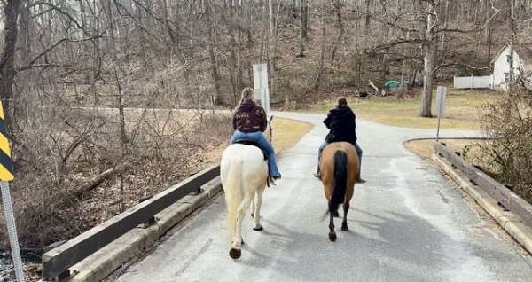 don-percheron-horse