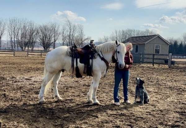 hooves-percheron-horse