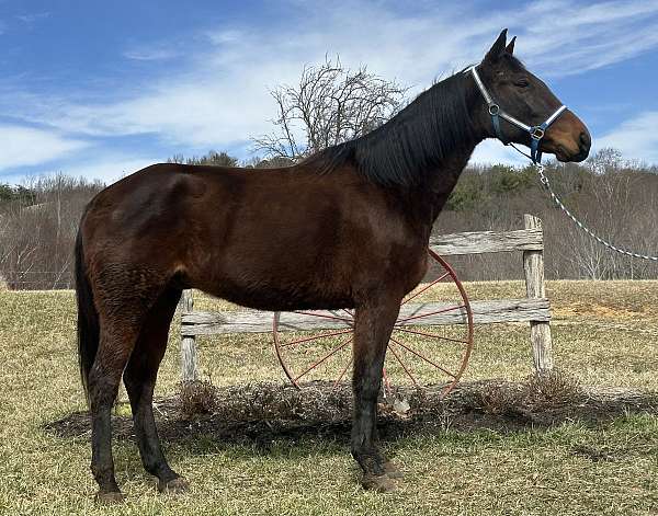 bay-standardbred-gelding