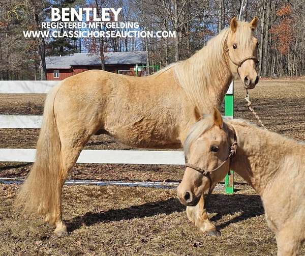 bentley-missouri-fox-trotter-horse