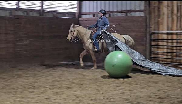 compete-missouri-fox-trotter-horse