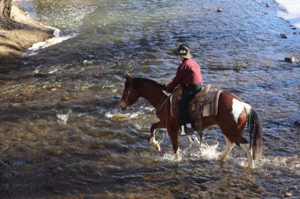 rough-country-horse