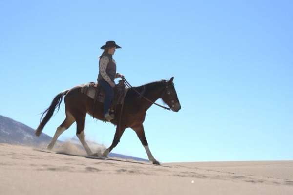 tobiano-bay-horse