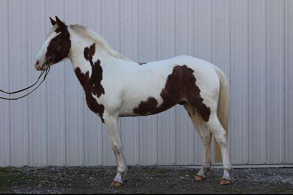 white-paint-pony