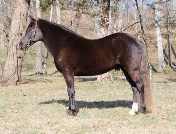 parade-rocky-mountain-horse