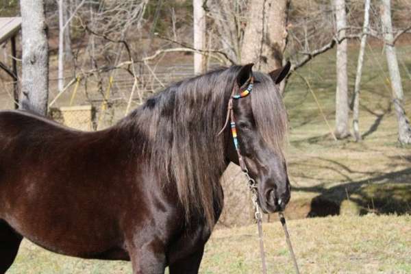 trail-rocky-mountain-horse