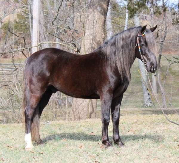 gaited-rocky-mountain-horse