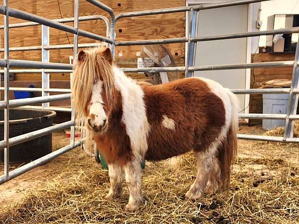 horse-therapy-miniature