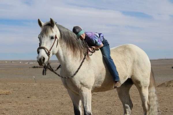 rope-horse-andalusian