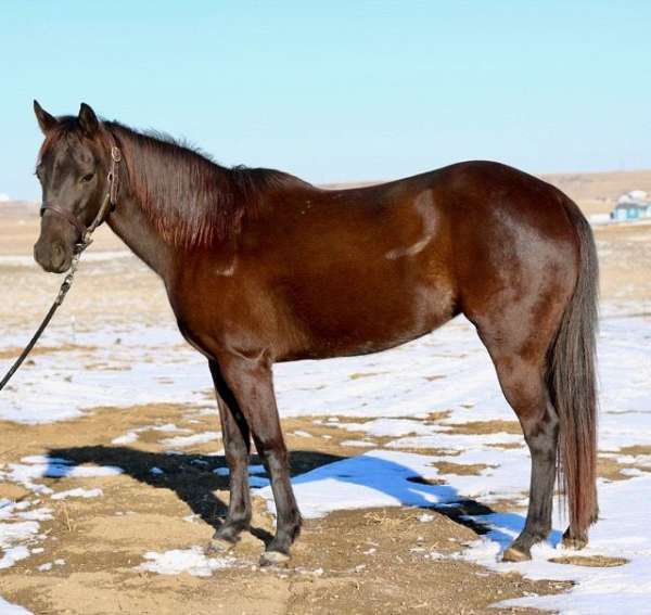 bridleless-quarter-pony