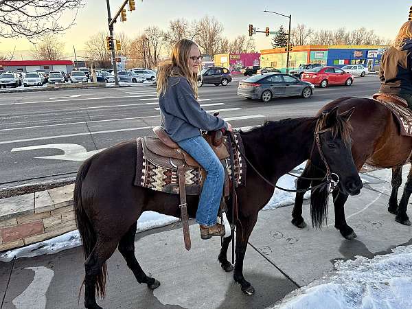 beginner-safe-quarter-pony