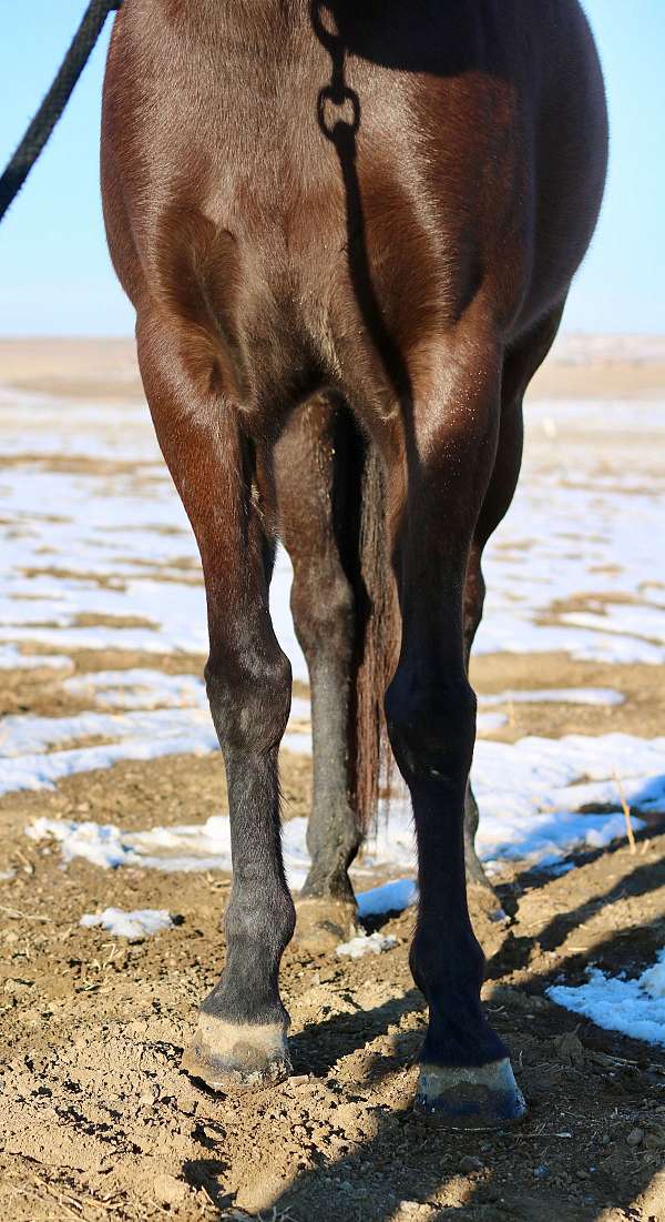 trail-quarter-pony