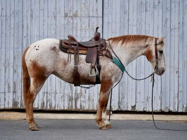 white-snowcapped-appaloosa-horse