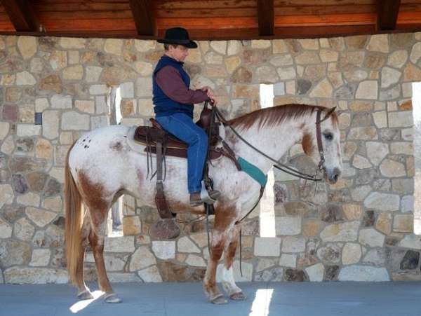 trail-appaloosa-horse