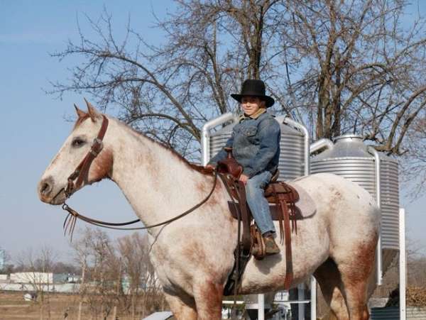 western-appaloosa-horse