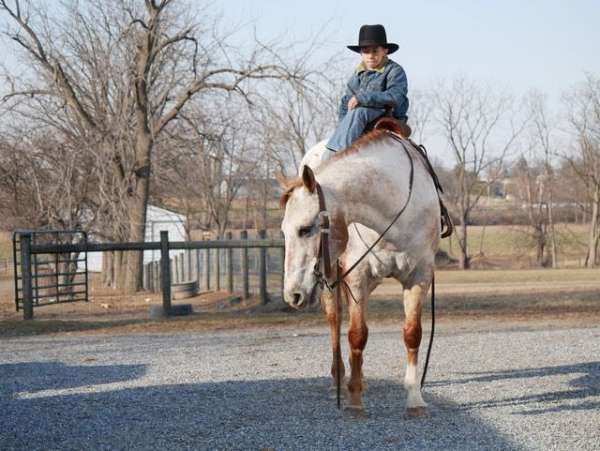 appaloosa-horse