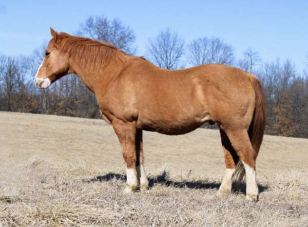 beginner-mount-quarter-pony