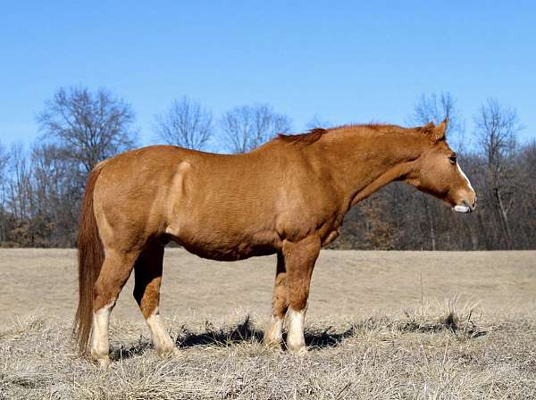 slow-play-day-quarter-pony