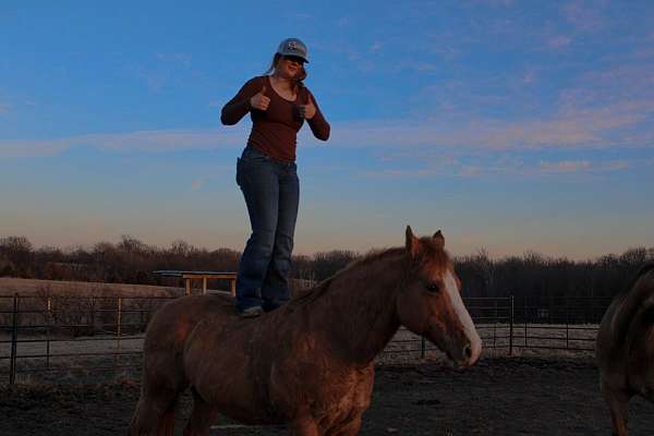 beginner-mount-gelding