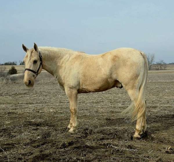 family-saddlebred-horse