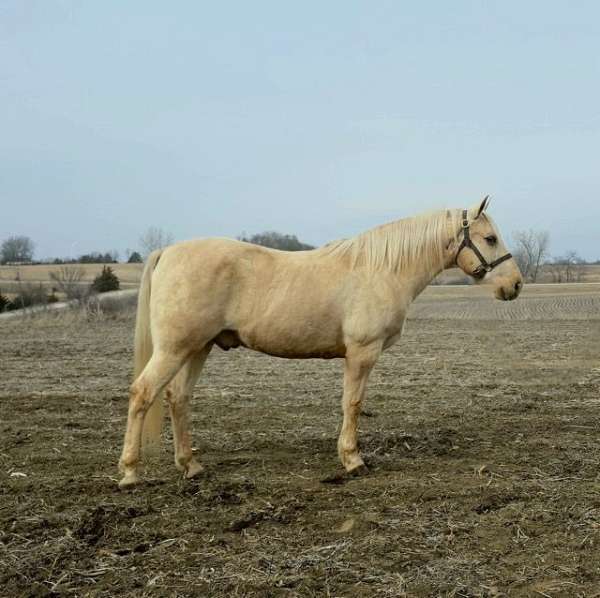 western-saddlebred-horse