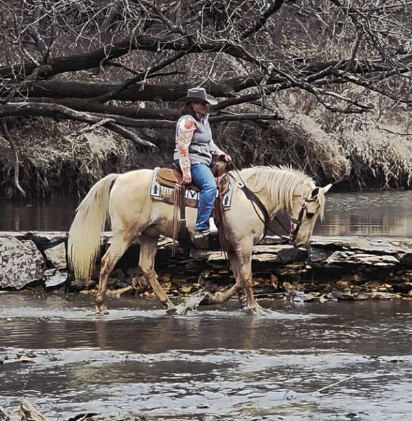 beginner-saddlebred-horse