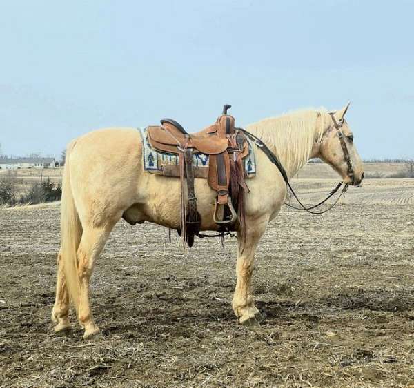 ranch-saddlebred-horse