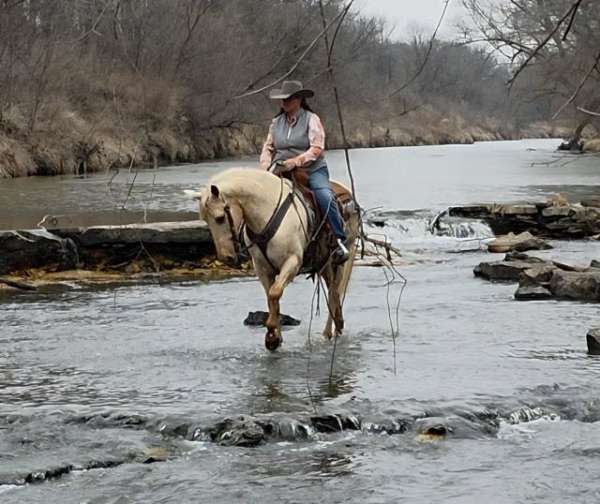 trail-riding-saddlebred-horse