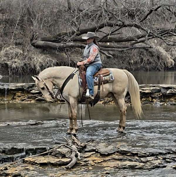 western-pleasure-saddlebred-horse