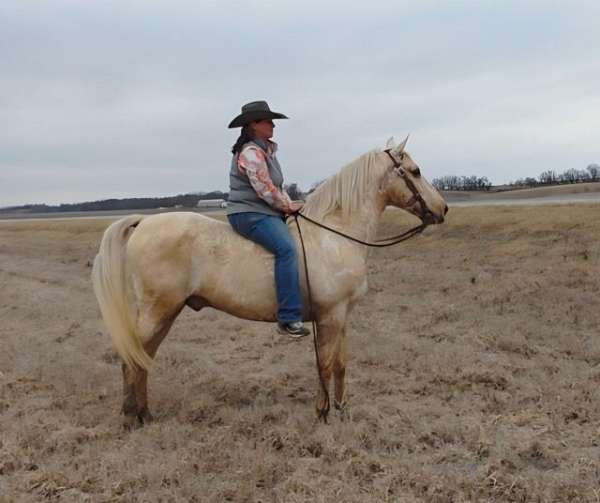 palomino-saddlebred-gelding