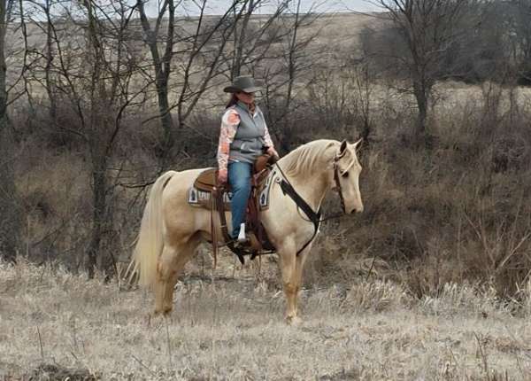 western-riding-saddlebred-horse