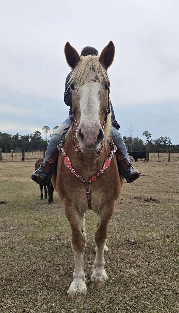 draft-belgian-horse