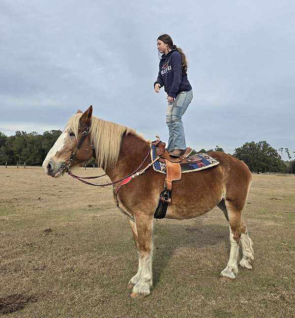 trail-belgian-horse