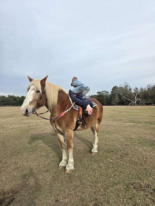 trail-riding-belgian-horse