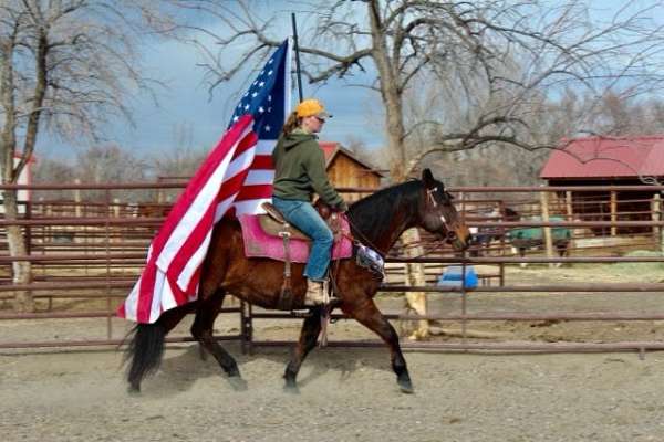 dressage-quarter-horse