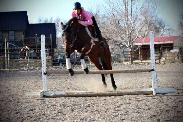 english-pleasure-quarter-horse