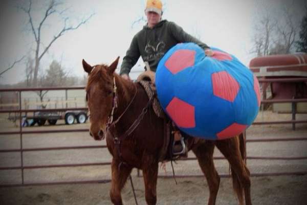 all-around-quarter-horse