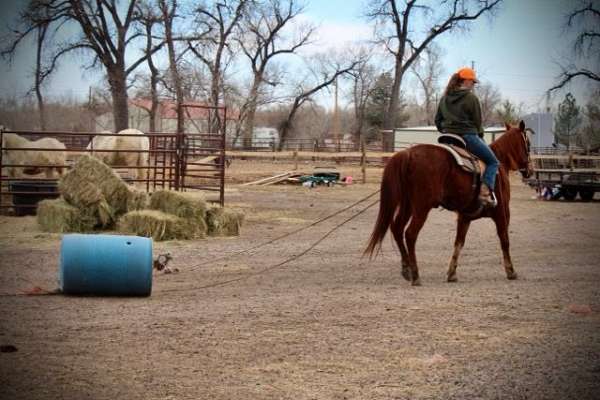 beginner-quarter-horse