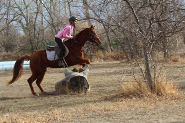 dressage-quarter-horse