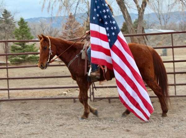 trail-western-family-gelding