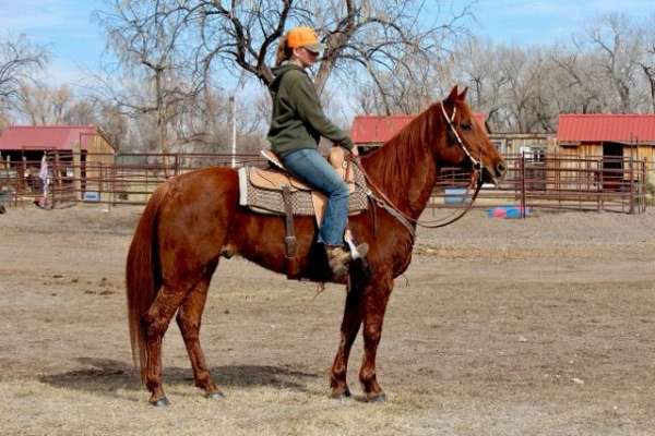 trail-western-family-horse